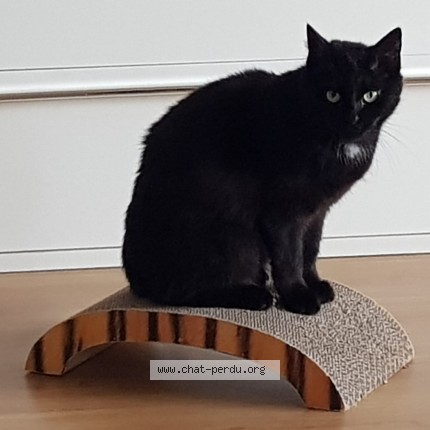 Photo de chat perdu à Mantes La Jolie