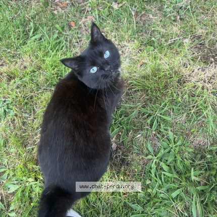 Photo de chat perdu à Languidic