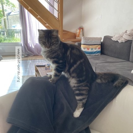 Photo de chat perdu à Crach