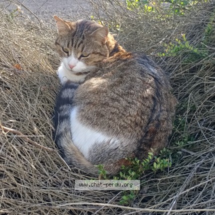 Photo de chat perdu à Medis