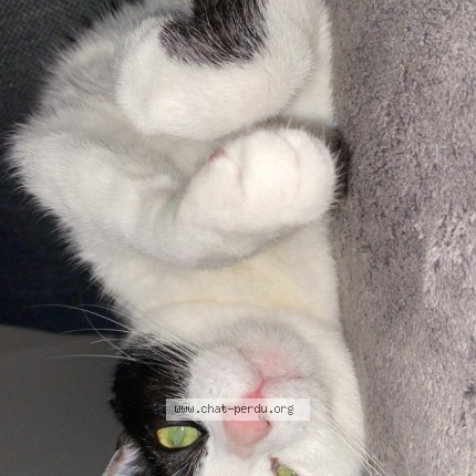 Photo de chat perdu à Villefranche Sur Saone