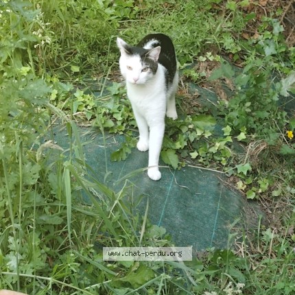 Photo de chat perdu à Theix