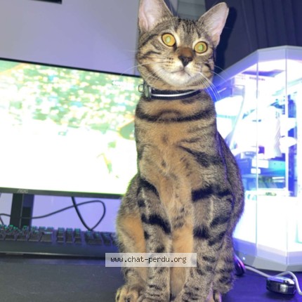 Photo de chat perdu à Martigues