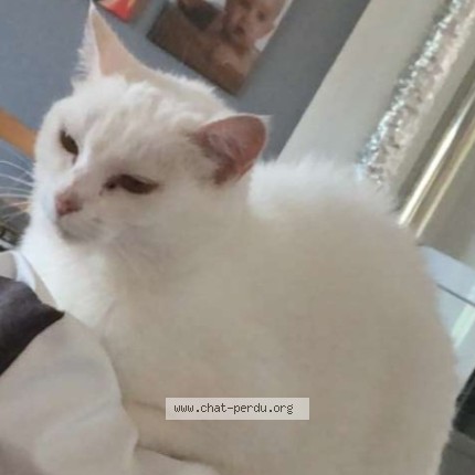 Photo de chat perdu à Cessey Sur Tille