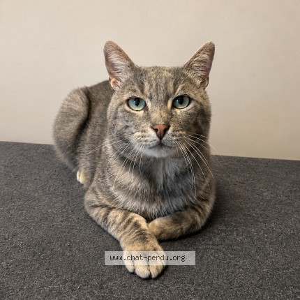 Photo de chat perdu à Orleans
