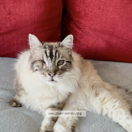 Photo de chat perdu à Saint Pierre Du Mont