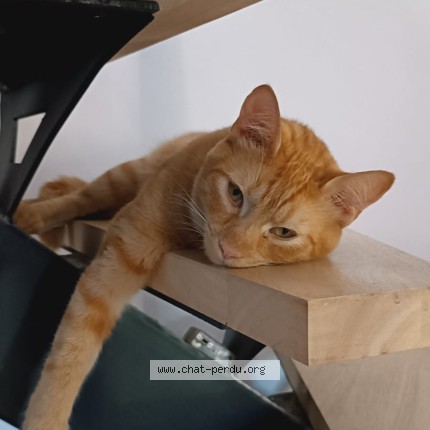 Photo 1/1 Chat retrouvé Perdu à Saint Meme Le Tenu