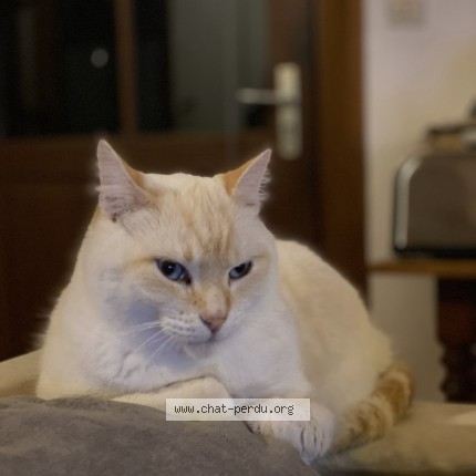 Photo de chat perdu à Saint Verand