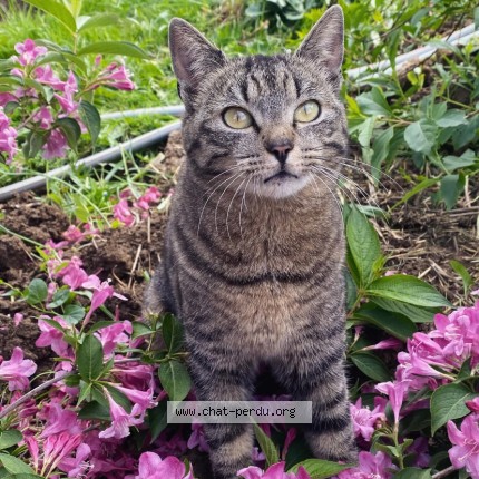 Photo 1/1 Frifrite Chat perdu à Raucourt