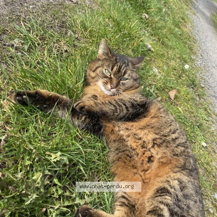 Photo 1/1 Grosse tête Chat perdu à Maignelay Montigny
