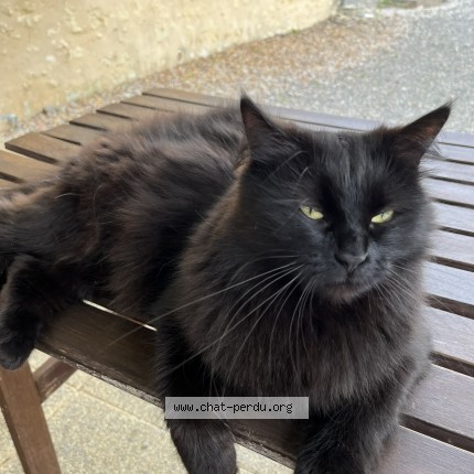 Photo 1/1 Evie Chat perdu à Saint Jouin De Blavou