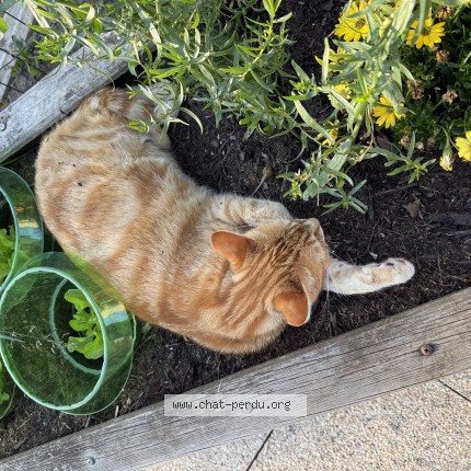Photo de chat perdu à Saint Jean De Braye