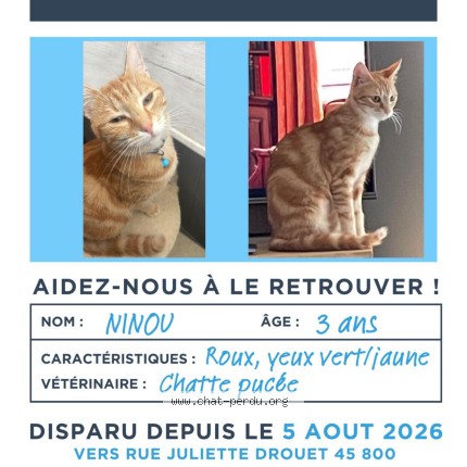 Photo 1/1 ninou Chat perdu à Saint Jean De Braye