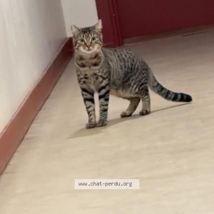 Photo de chat perdu à Lorcy