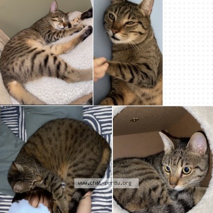 Photo de chat perdu à La Seyne Sur Merr