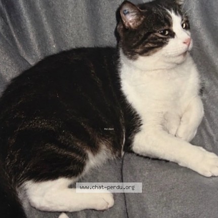 Photo de chat perdu à Troyes