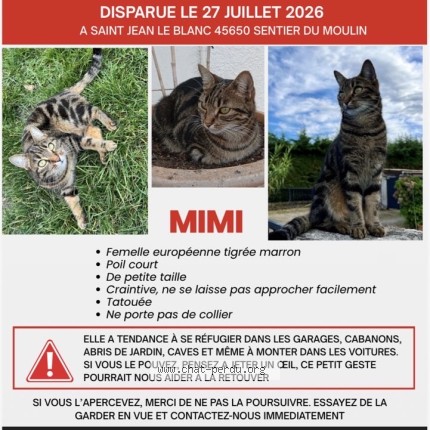 Photo 1/1 Mimi Chat perdu à Saint Jean Le Blanc