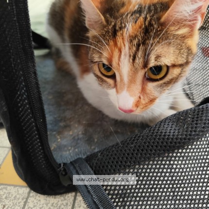 Photo de chat trouvé à Montauban