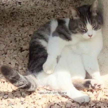 Photo 1/1 Chat retrouvé Perdu à Ailly Sur Somme