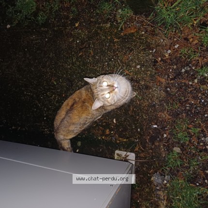 Photo de chat trouvé à Talence