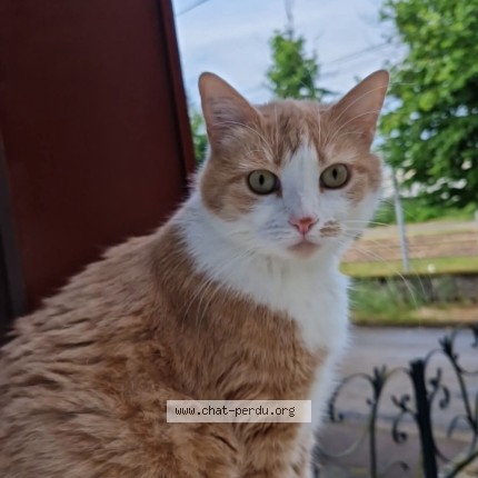 Photo 1/1 Fury Chat perdu à Nevers
