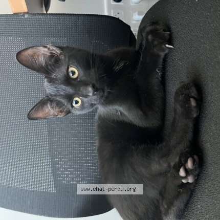 Photo de chat trouvé à Wolfisheim