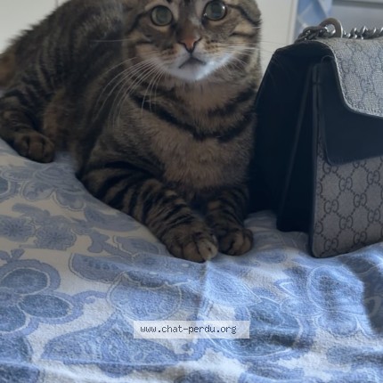 Photo 1/1 sima Chat perdu à Montpellier