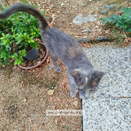 Photo 1/1 Chat trouvé Trouvé à Saint Maixent L Ecole