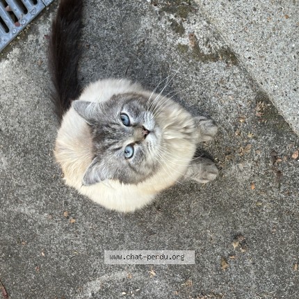 Photo de chat trouvé à Saintry Sur Seine