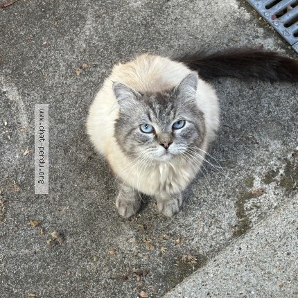 Photo 1/1 Chat trouvé Trouvé à Saintry Sur Seine