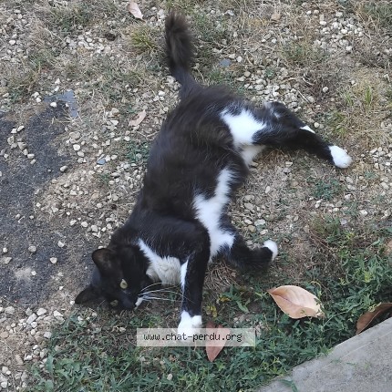 Photo 1/1 Chat trouvé Trouvé à Bergerac