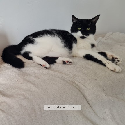 Photo de chat perdu à Valenton