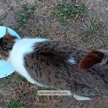 Photo 3/5 Chat trouvé Trouvé à Peillac