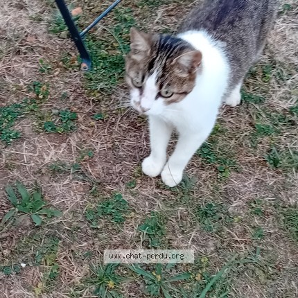 Photo 4/5 Chat trouvé Trouvé à Peillac
