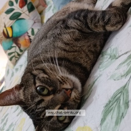 Photo 2/5 Tiggy B Chat perdu à Shell Beziers Montblanc Sud A9