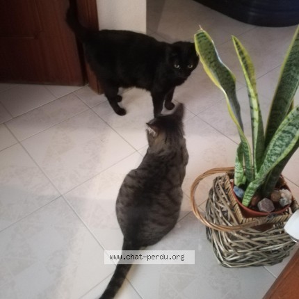 Photo 4/5 Tiggy B Chat perdu à Shell Beziers Montblanc Sud A9