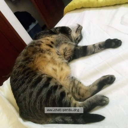Photo 5/5 Tiggy B Chat perdu à Shell Beziers Montblanc Sud A9