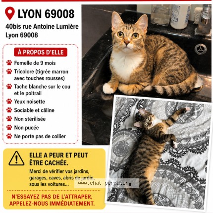Photo 1/1 nala Chat perdu à Lyon