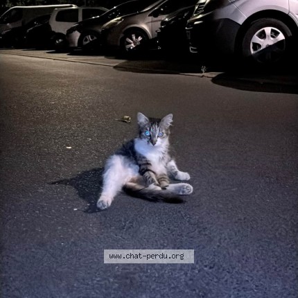 Photo de chat trouvé à Fleury Merogis