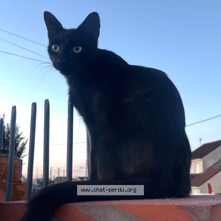 Photo 2/4 Chat retrouvé Perdu à La Chaussee Saint Victor
