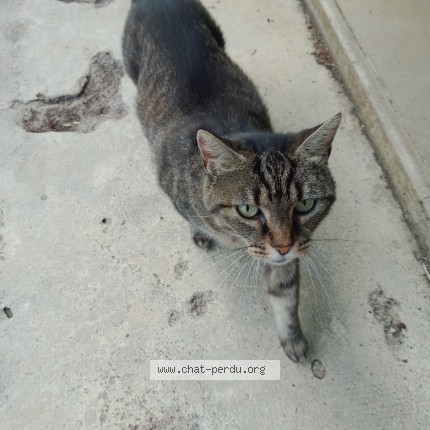 Photo de chat trouvé à Besancon