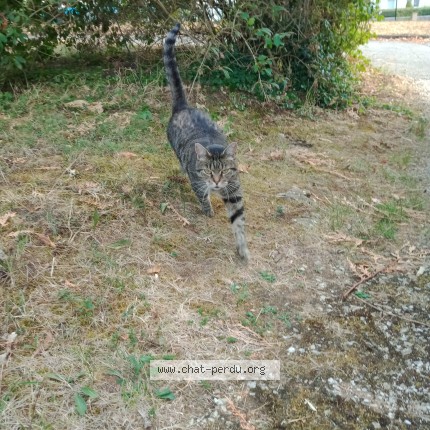 Photo 2/2 Chat trouvé Trouvé à Besancon