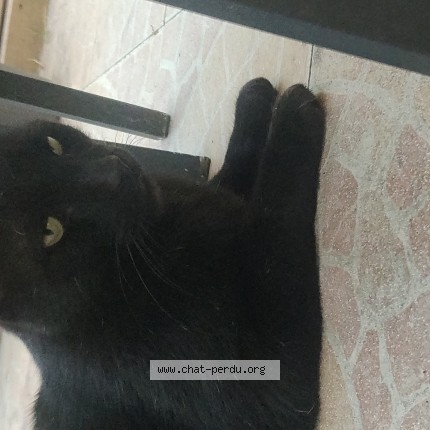 Photo de chat trouvé à Jean Racine