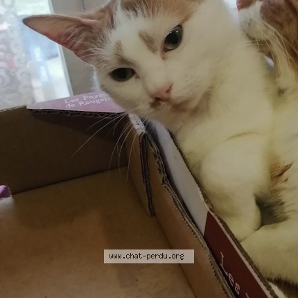 Photo de chat perdu à Drancy