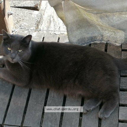 Photo 1/1 Oscar Chat perdu à Gouvy