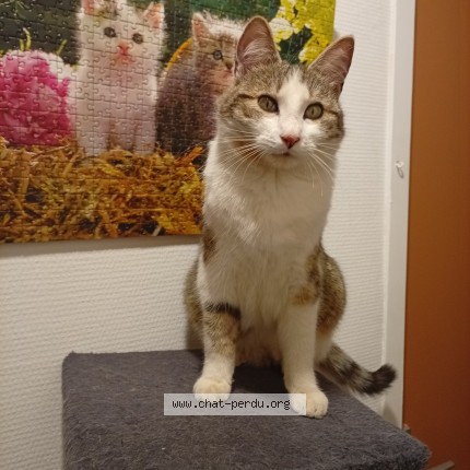 Photo de chat perdu à Bosc Edeline