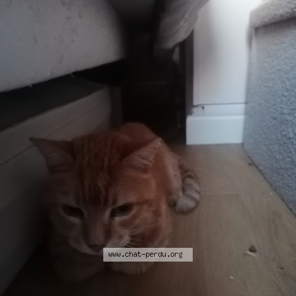 Photo de chat trouvé à Lille