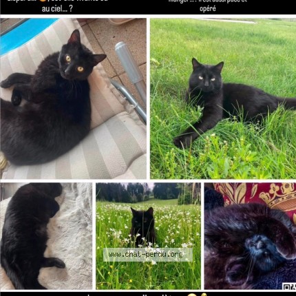 Photo 1/1 Chichou Chat perdu à Malbuisson