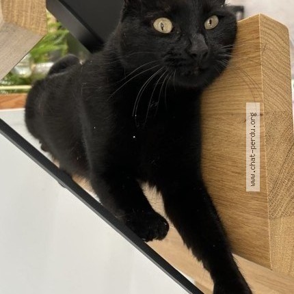 Photo de chat perdu à Voisins Le Bretonneux