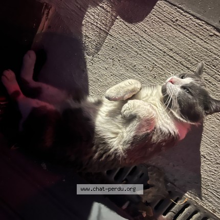 Photo de chat trouvé à Lille